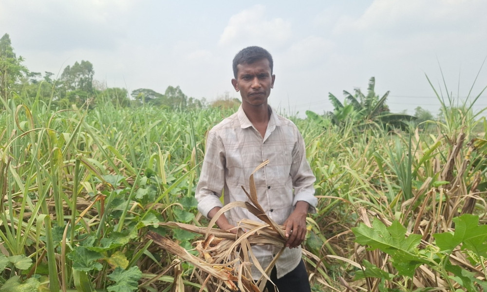 ফটিকছড়িতে জ্বালানি সংকটে সেচ বন্ধ, শুকিয়ে যাচ্ছে ফসল
