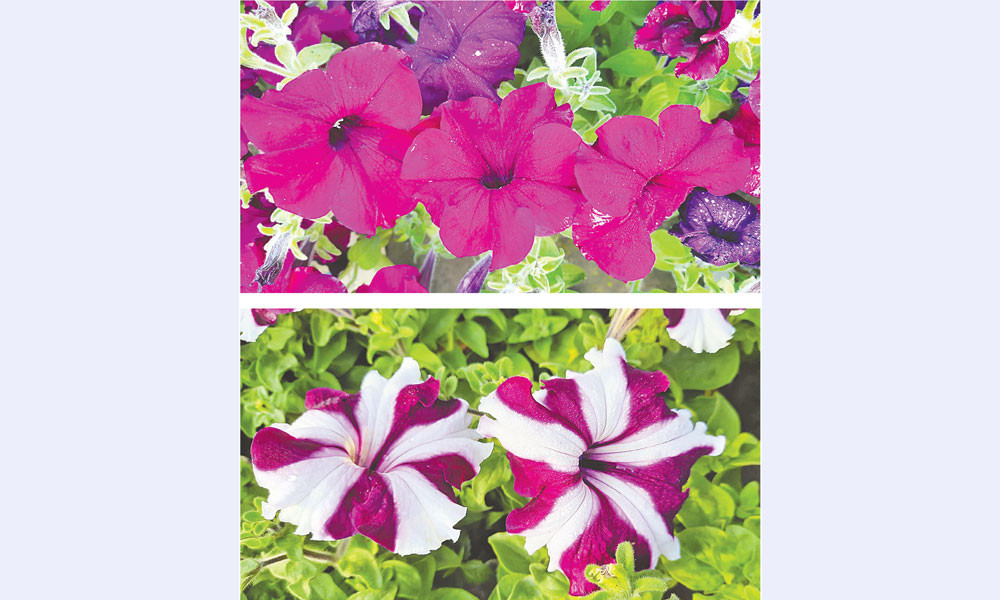 নানা রঙের পিটুনিয়া