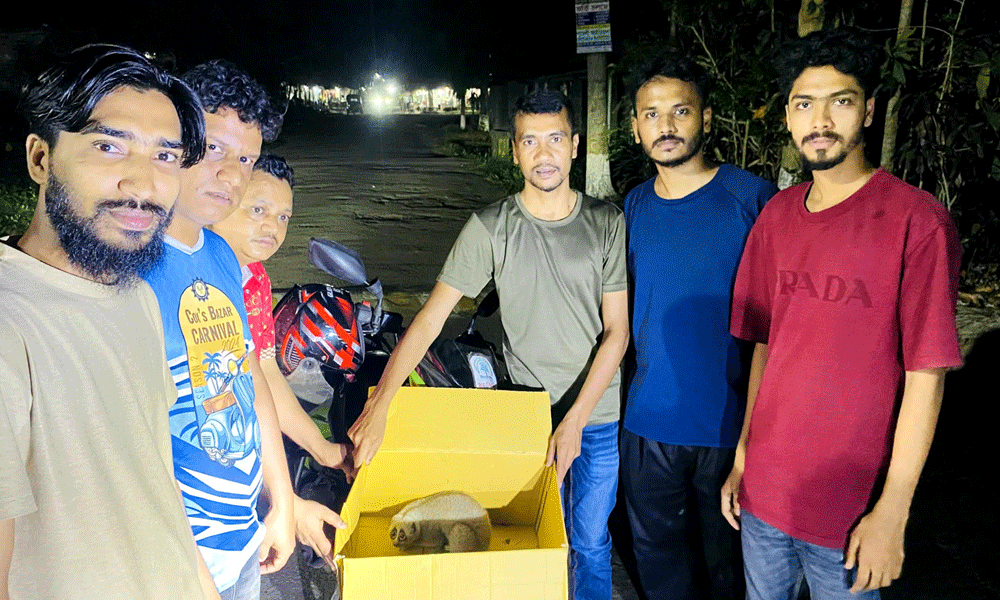 রাঙামাটিতে বিরল প্রজাতির লজ্জাবতী বানর উদ্ধার