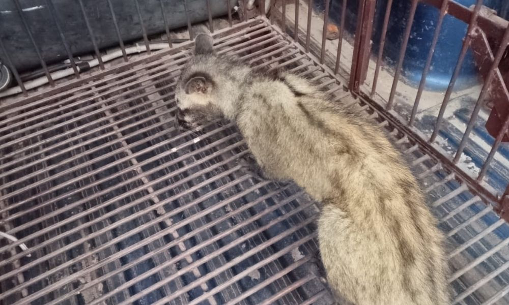 ময়মনসিংহে কবুতর-হাঁস-মুরগি খেতে এসে ধরা পড়ল বিরল গন্ধগোকুল