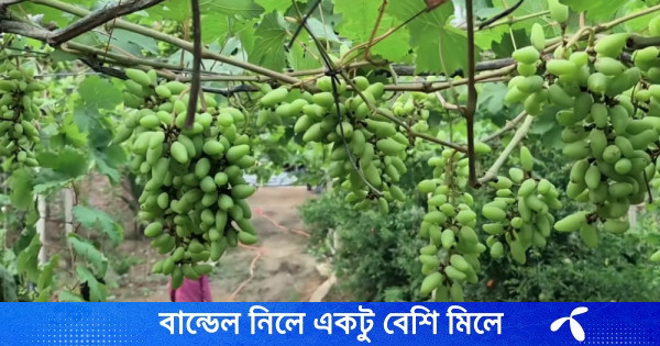 ঠাকুরগাঁওয়ে আঙুর চাষে ভাগ্য বদল প্রবাসী আবুল কালামের