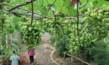 ঠাকুরগাঁওয়ে আঙুর চাষে ভাগ্য বদল প্রবাসী আবুল কালামের