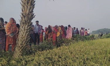 বেনাপোলে ধানক্ষেত থেকে মরদেহ উদ্ধার, এলাকায় চাঞ্চল্য