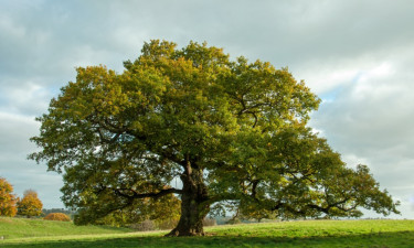 পানির অভাবে শব্দ করে গাছ, গবেষণায় নতুন তথ্য