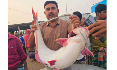 ২৫ কেজির পাঙাশ সাড়ে ৫২ হাজারে বিক্রি