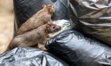 যুদ্ধবিধ্বস্ত গাজায় নতুন শত্রুর আতঙ্ক, ইঁদুরের উৎপাতে অতিষ্ঠ বাসিন্দারা