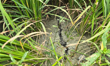 বিদ্যুৎ ও তেল সংকটে বাঞ্ছারামপুরের কৃষকরা