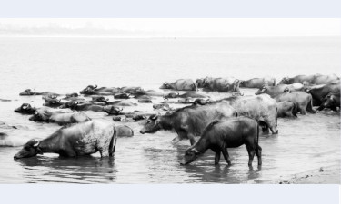 বৈশাখে রাজশাহীর বরেন্দ্র অঞ্চলে হঠাৎ গরমের তীব্রতা