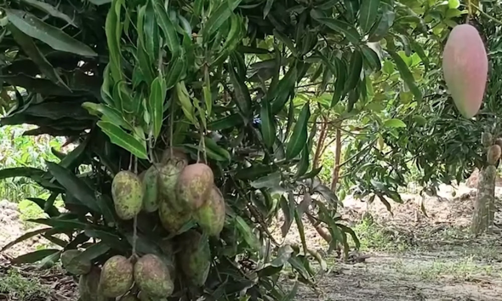 নোনা পানিতে সফলতার মুখ দেখল কৃষি উদ্যোক্তা আবু বক্কর