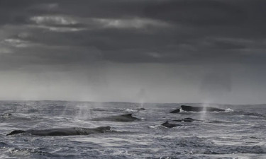 হাম্পব্যাক তিমির বিরল ‘সুপার-গ্রুপ’, ফিরছে হারানো প্রজাতি!