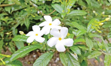 এসএসসির প্রস্তুতি : প্রিফিক্সেস অ্যান্ড সাফিক্সেস