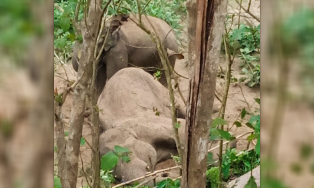 পুরুষ হাতির মৃত্যু, সঙ্গীর পাহারায় কাছে ভিড়তে পারছে না কেউ