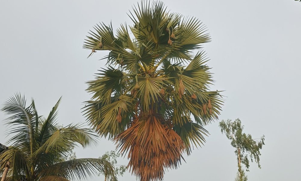 তাল পাতায় বাবুই বাসা