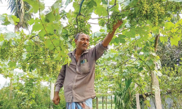 পীরগঞ্জে আঙুর চাষে বছরে ৩০ লাখ টাকা আয়ের স্বপ্ন