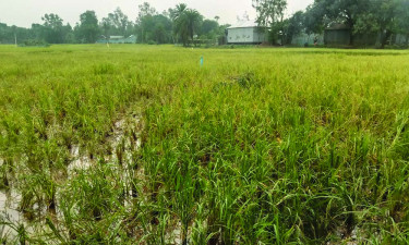 ভালুকায় চার একর জমির ধান কেটে নেওয়ার অভিযোগ