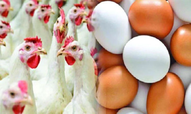 ডিমের বাজারেও গরমের তাপ