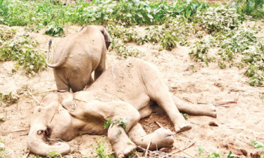 হাতির মৃত্যু, সঙ্গীর পাহারায় ভিড়তে পারছেন না বনকর্মীরা