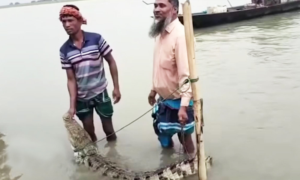 পদ্মায় জেলের বড়শিতে মাছের বদলে উঠল কুমির