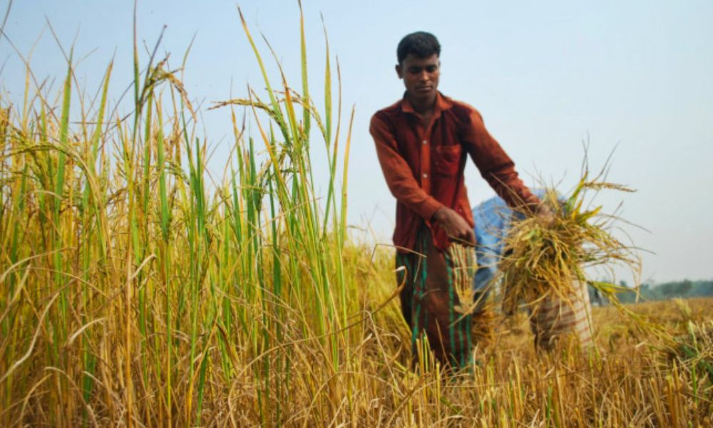 এক মণ ধানের দামে মিলছে না এক শ্রমিকের মজুরিও