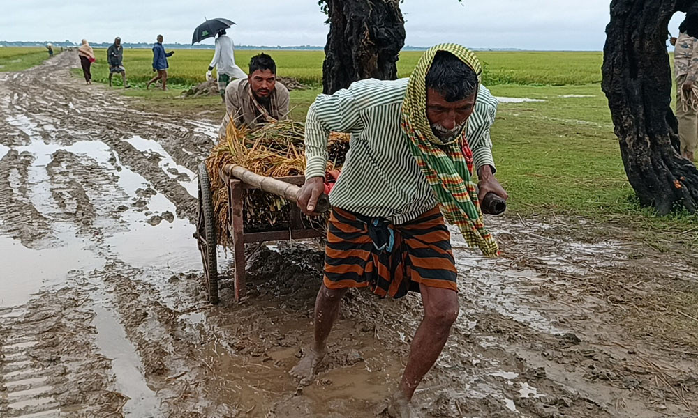 ধান কাটার আনন্দে বাগড়া বেহাল সড়কের