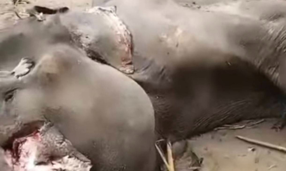 রাঙামাটিতে মৃত হাতির মরদেহ বিকৃত করে দুর্বৃত্তরা