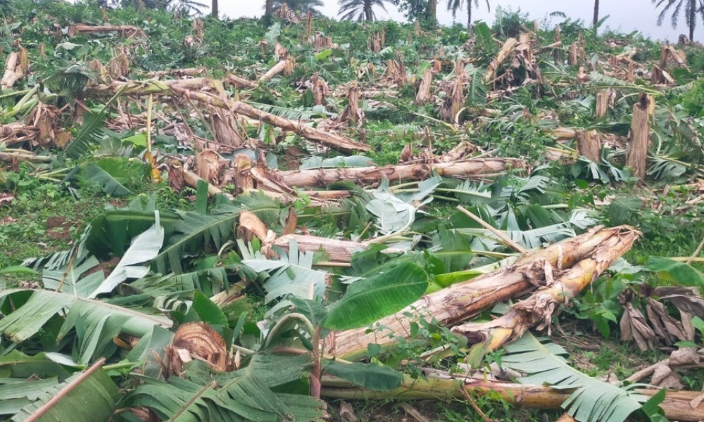 ভালুকায় ১ হাজার কলারছড়ি কেটে নেওয়ার অভিযোগ