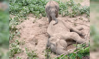 অবশেষে মৃত পুরুষ হাতিটির পাশ থেকে সরল সঙ্গী, ময়নাতদন্ত আজ