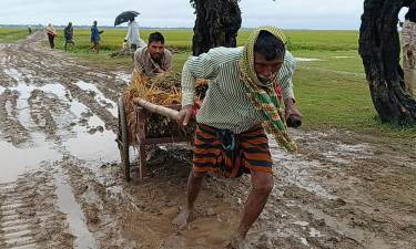 ধান কাটার আনন্দে বাগড়া বেহাল সড়কের