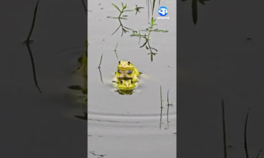 বর্ষার নতুন পানিতে কোলা ব্যাঙের খুনসুটি