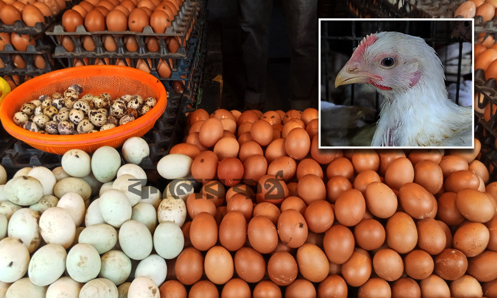 ডিমের দামে অস্থিরতা, মুরগিতে স্বস্তি