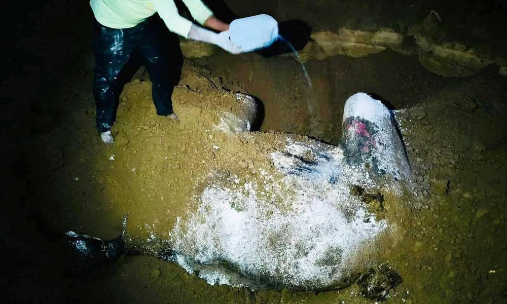 বন্যহাতির মৃত্যু : মাটি খুঁড়ে আবারও মাংস চুরির চেষ্টা