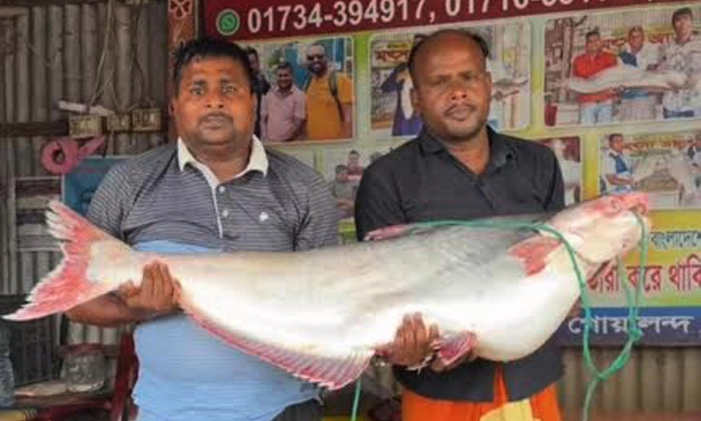 রাজবাড়ীতে পদ্মায় ২৫ কেজির পাঙ্গাশ, ৭১ হাজার টাকায় বিক্রি