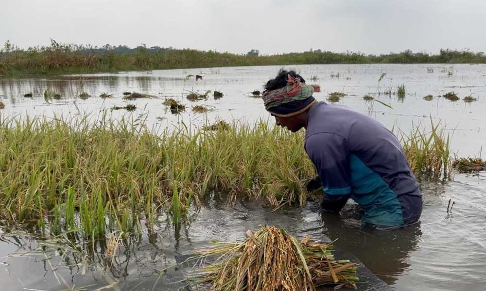 নেত্রকোনায় নদীতে বাড়ছে পানি, হাওরের পাকা ধান নিয়ে শঙ্কা