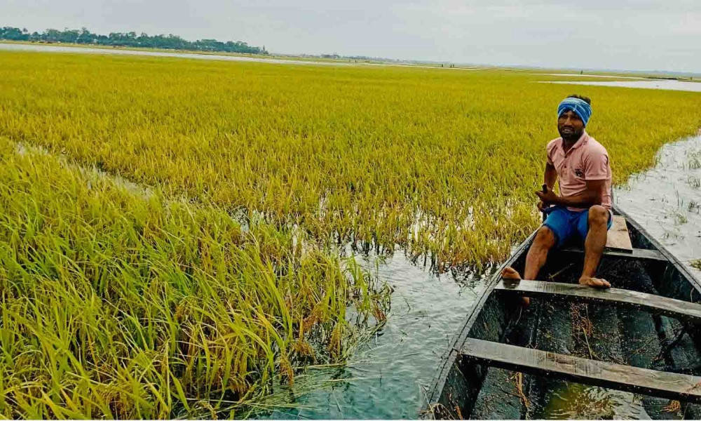 সুনামগঞ্জে টানা বৃষ্টিতে তলিয়ে যাচ্ছে বোরো ধান