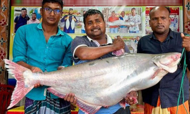 পদ্মায় জেলের জালে উঠল ২৫ কেজির পাঙ্গাস, ৪৫ হাজার টাকায় বিক্রি