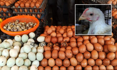 ডিমের দামে অস্থিরতা, মুরগিতে স্বস্তি