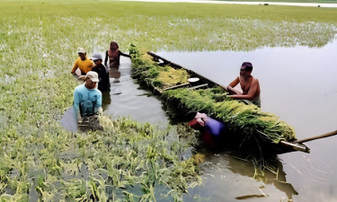 নবীগঞ্জে অতিবৃষ্টিতে হাওরে তলিয়ে গেছে ৪০০ হেক্টর পাকা ফসল
