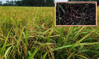 মতলব উত্তরে শিলাবৃষ্টিতে ৪৪৫ হেক্টর ফসলি জমি ক্ষতিগ্রস্ত