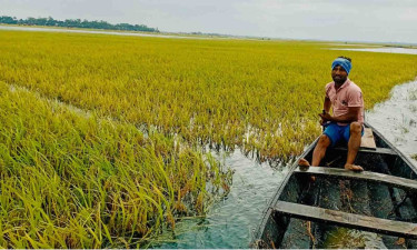 সুনামগঞ্জে টানা বৃষ্টিতে তলিয়ে যাচ্ছে বোরো ধান