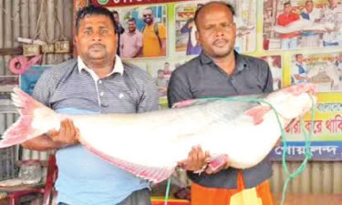 পদ্মার পাঙ্গাশ