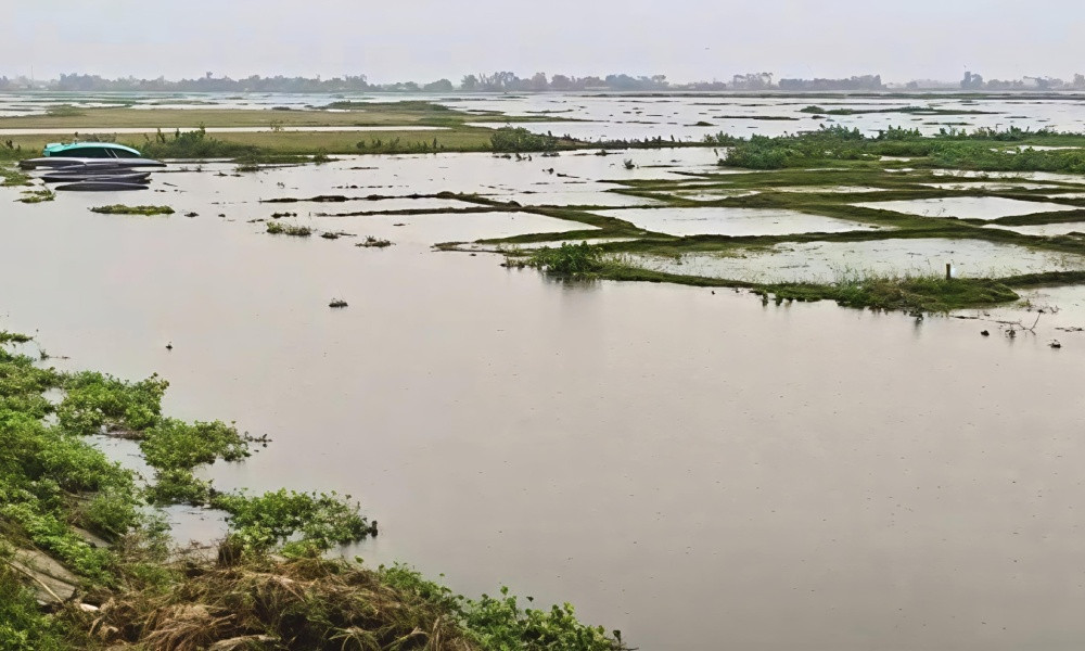 টানা বৃষ্টিতে হবিগঞ্জের হাওরে ক্ষতির মুখে প্রায় ৭ হাজার একর জমির ধান