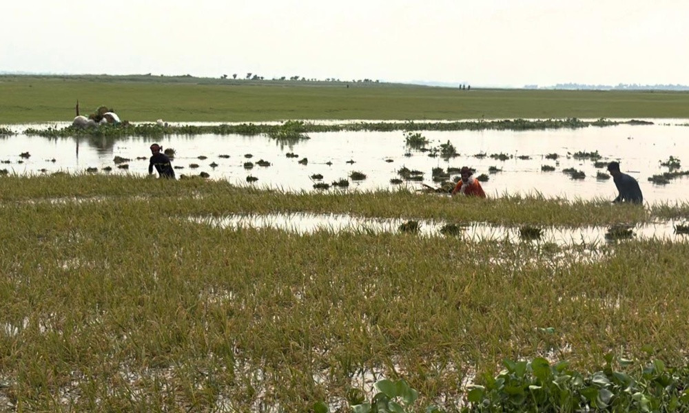 ব্রাহ্মণবাড়িয়ায় পানিতে তলিয়ে গেছে ১ হাজার বিঘা জমির পাকা ধান