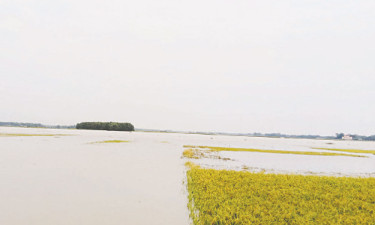 বৃষ্টি ও পাহাড়ি ঢলে হাওরে ডুবছে ফসল, দুশ্চিন্তায় কৃষক
