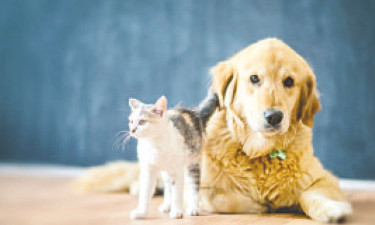 কুকুর-বিড়ালের টিকা নেই জলাতঙ্কের ঝুঁকি বেড়েছে