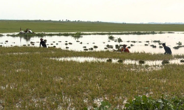 ব্রাহ্মণবাড়িয়ায় পানিতে তলিয়ে গেছে ১ হাজার বিঘা জমির পাকা ধান