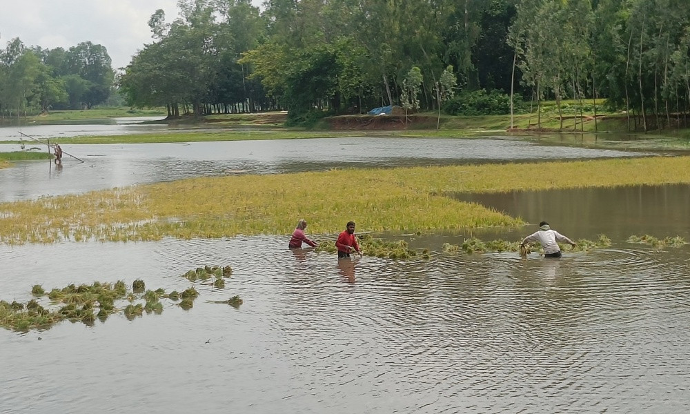পানির নিচে ডুবে আছে হাজারো কৃষকের স্বপ্ন