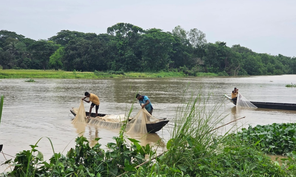 চট্টগ্রামের হালদা নদীতে নমুনা ডিম দিয়েছে মা মাছ