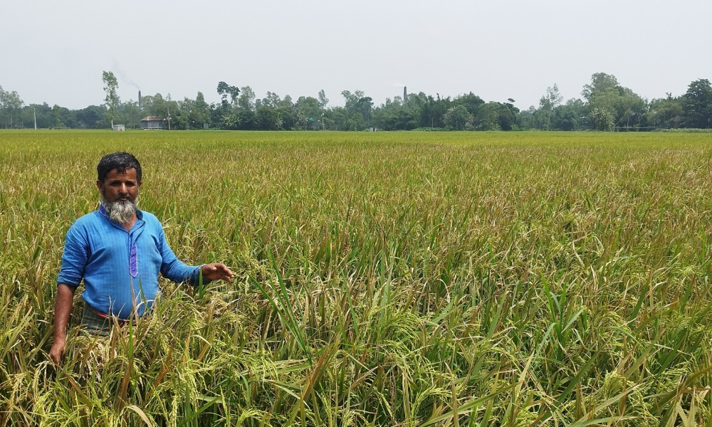মির্জাপুরে ইটভাটার ধোঁয়ায় পুড়ল ৫০০ একর বোরো আবাদ