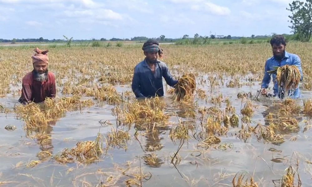 দুর্গাপুরে পানিতে তলিয়ে গেছে পাকা ধান, কৃষকদের হাহাকার