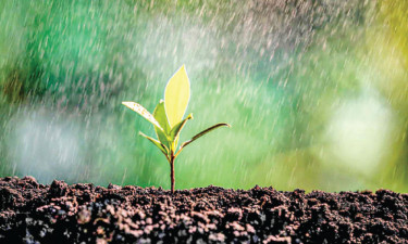 সুন্নাহর আলোকে মুমিনের বৃষ্টিবিলাস